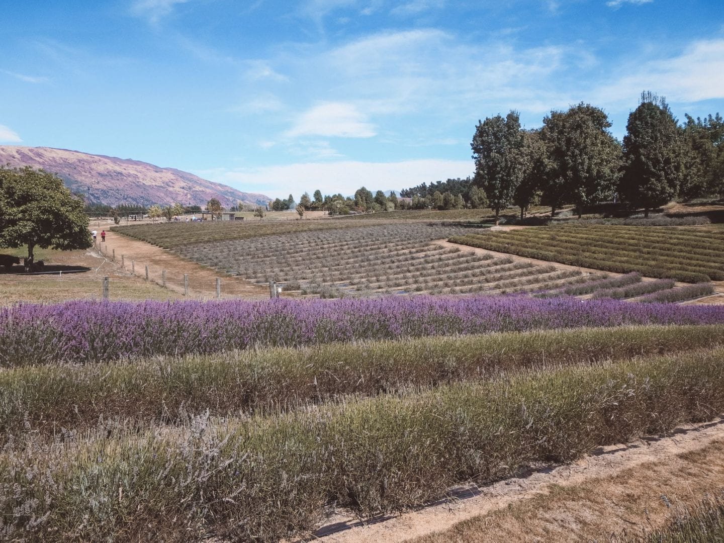 Visiting Wanaka Lavender Farm in Wanaka, New Zealand Jana Meerman