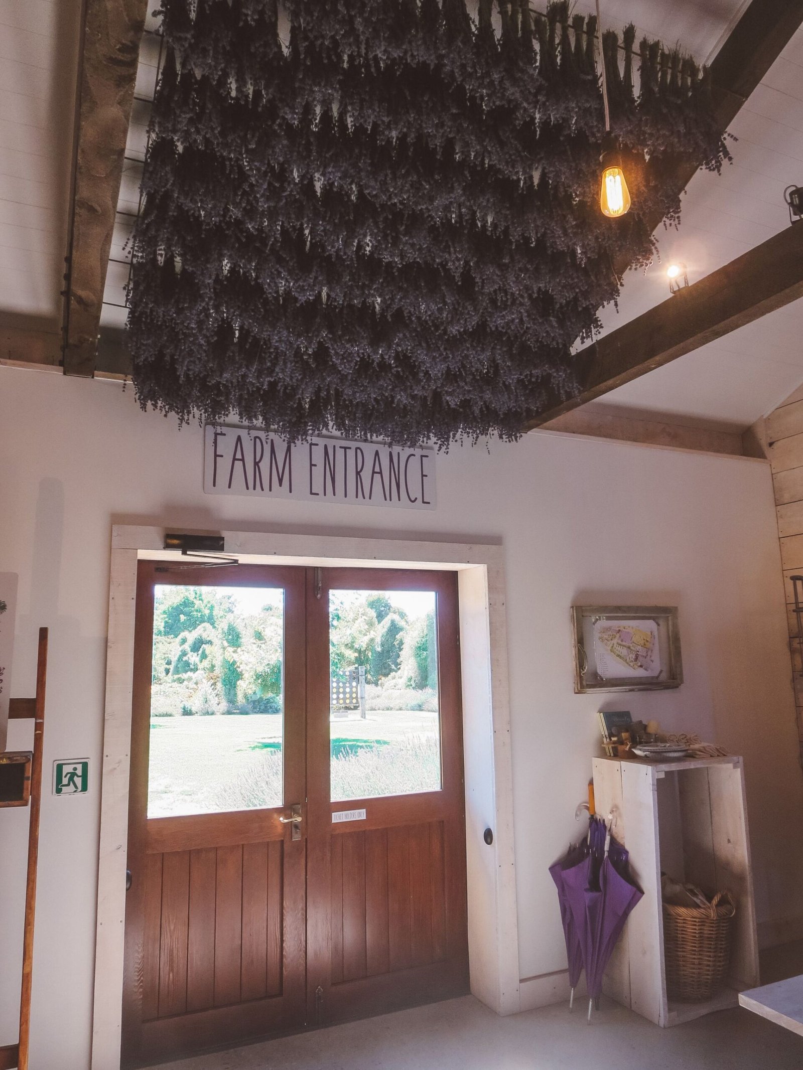 jana meerman wanaka lavender farm (2)