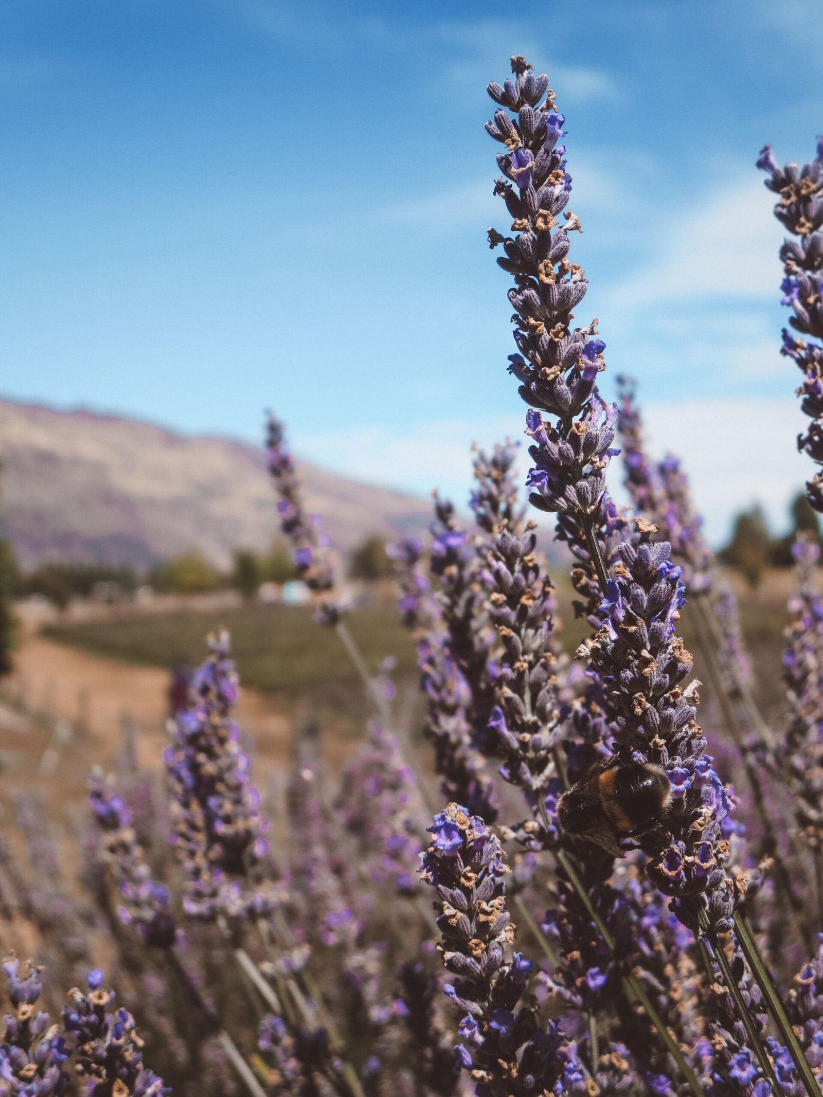 jana meerman wanaka lavender farm (7)