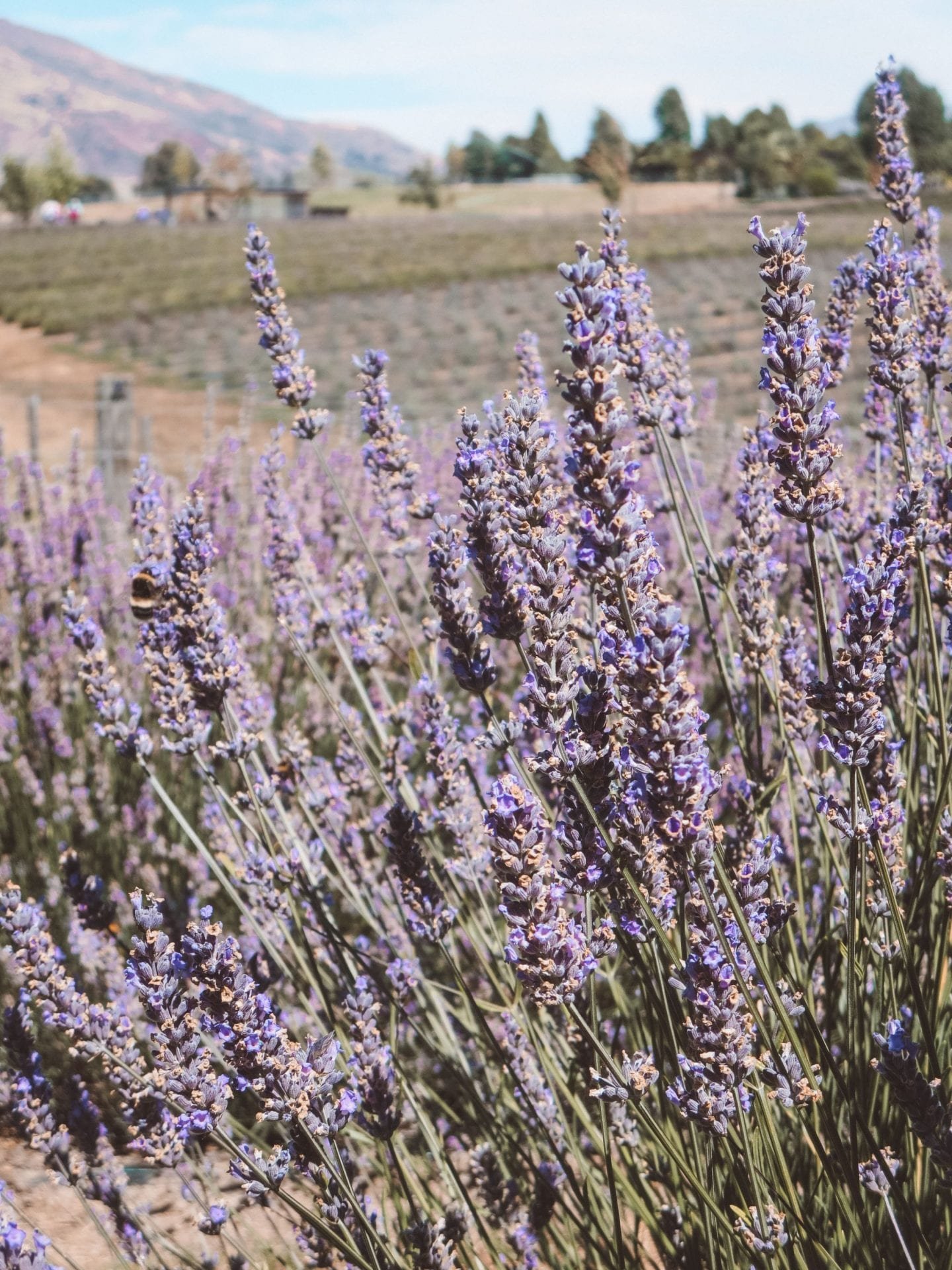 jana meerman wanaka lavender farm (21)