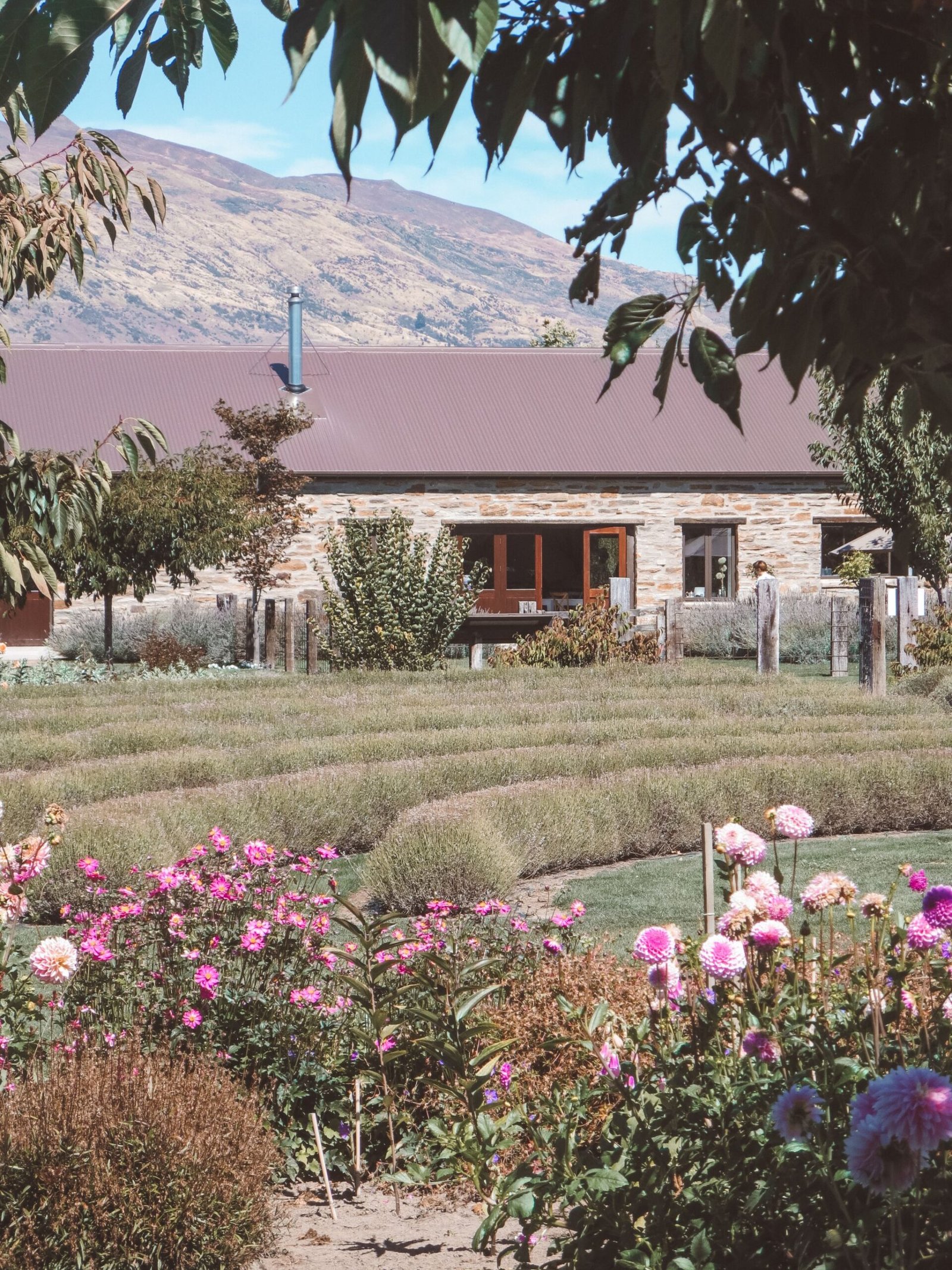 jana meerman wanaka lavender farm (22)