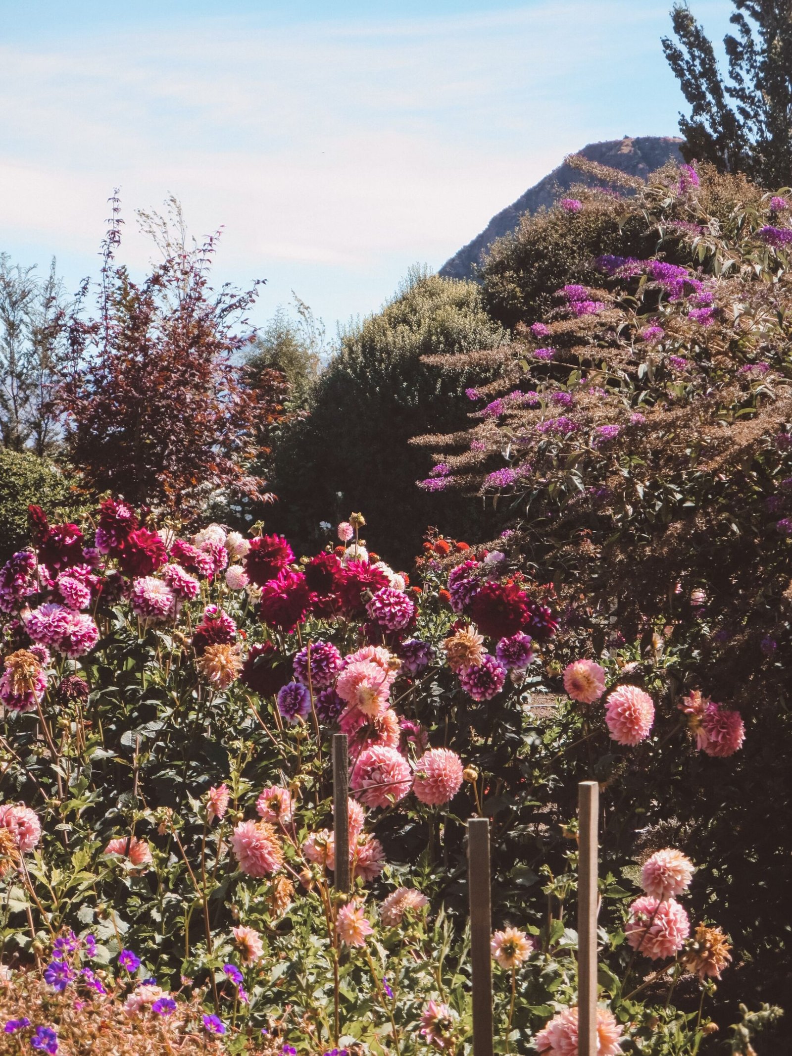 jana meerman wanaka lavender farm (22)