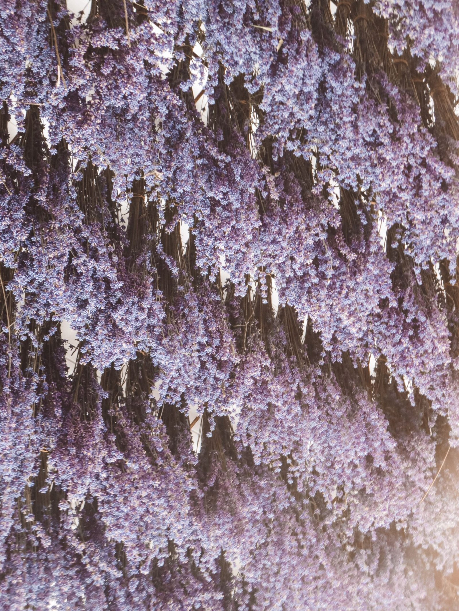 jana meerman wanaka lavender farm (22)