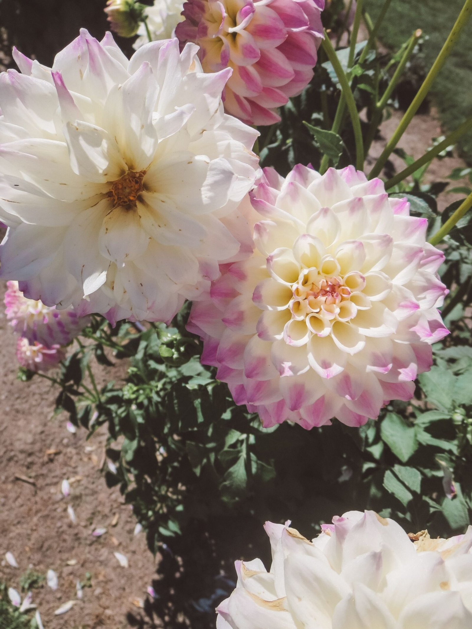 jana meerman wanaka lavender farm (3)