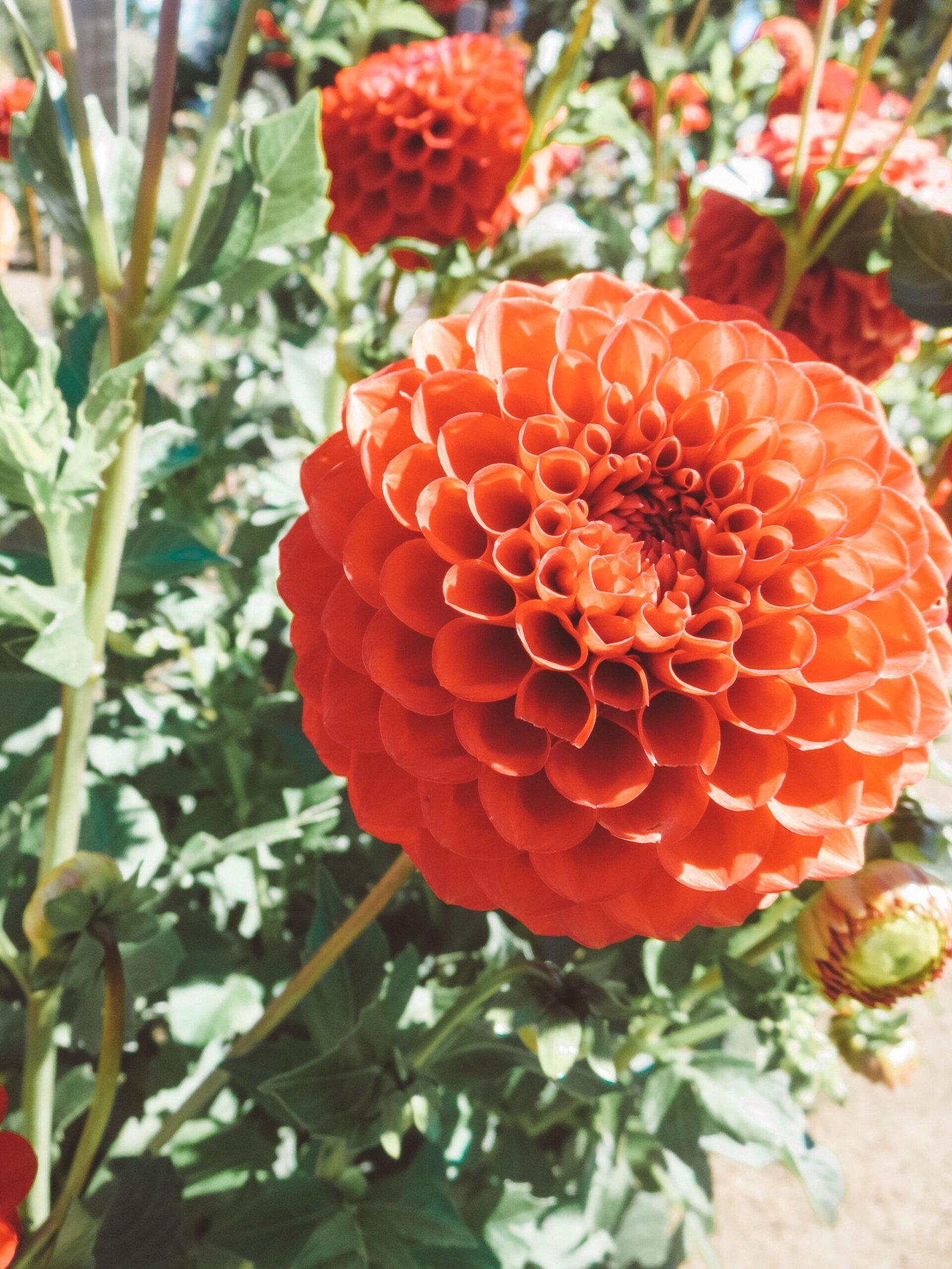jana meerman wanaka lavender farm (3)