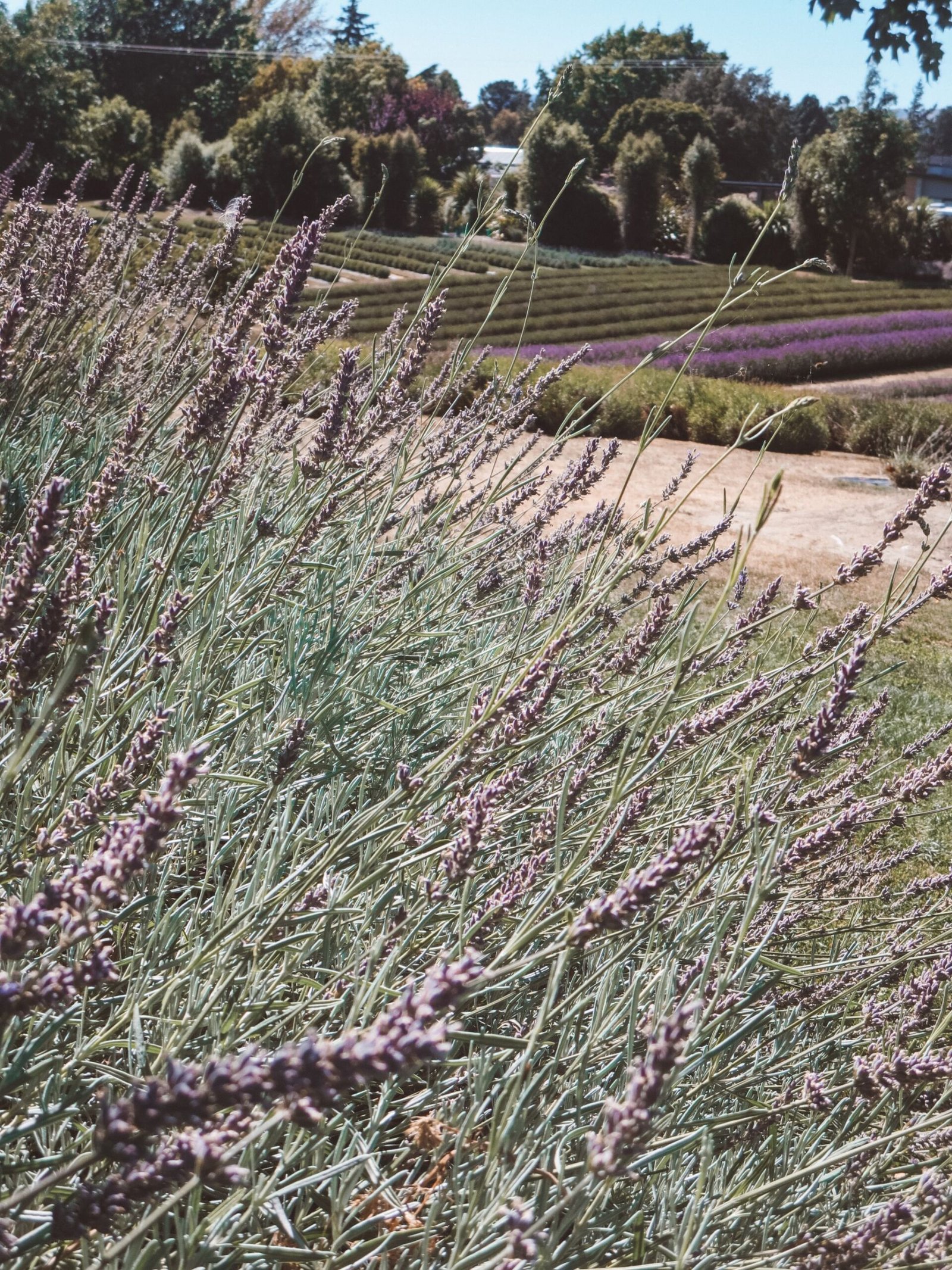 jana meerman wanaka lavender farm (7)