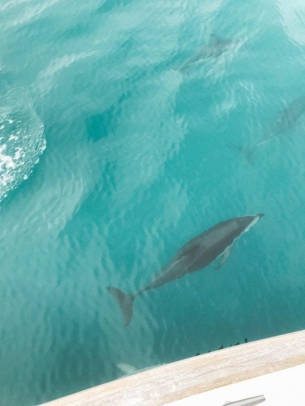 Swimming with Dolphins in Kaikoura, New Zealand | Jana Meerman