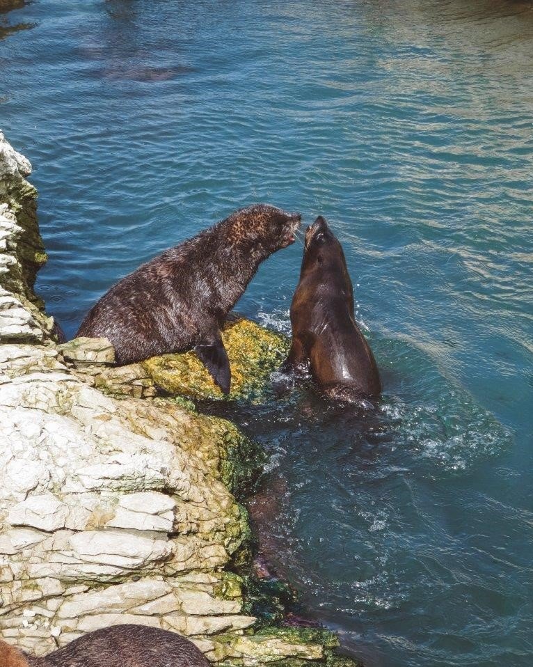 jana meerman kaikoura seal colony small