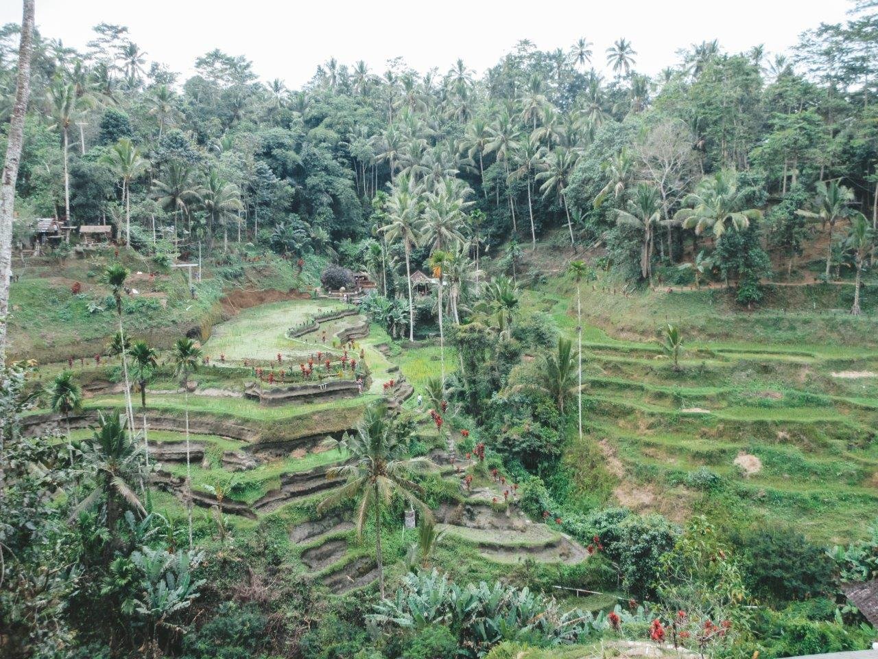 jana meerman tegallalang rice terraces bali 1