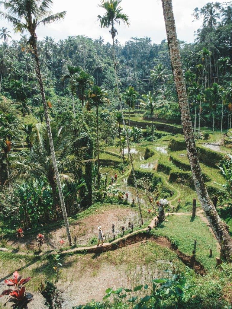 jana meerman tegallalang rice terraces bali 1