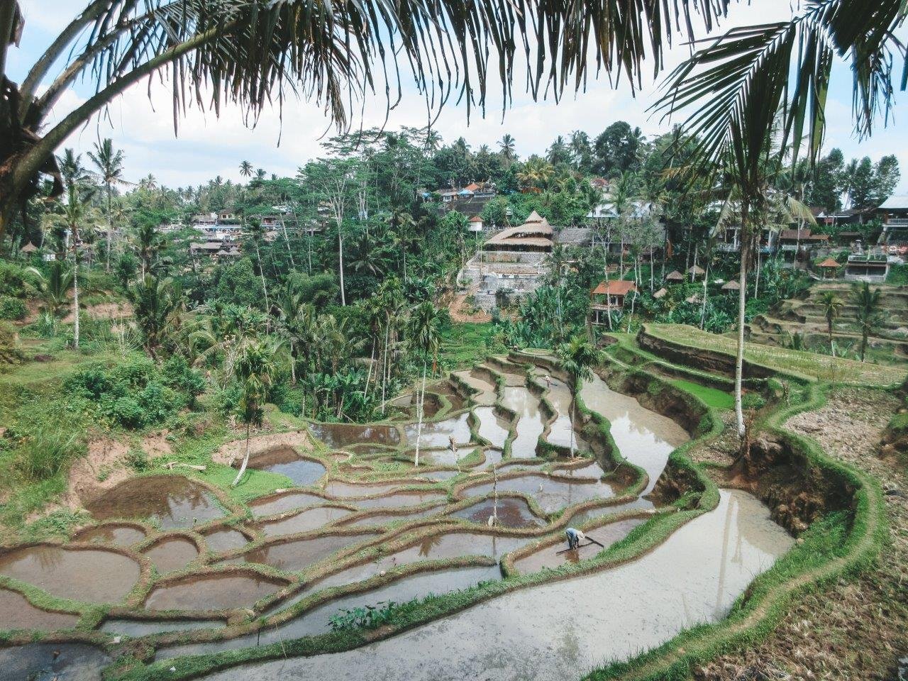 jana meerman tegallalang rice terraces bali 1