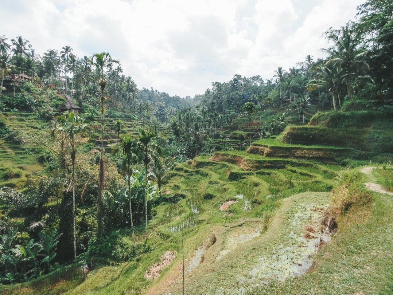 jana meerman tegallalang rice terraces bali 1