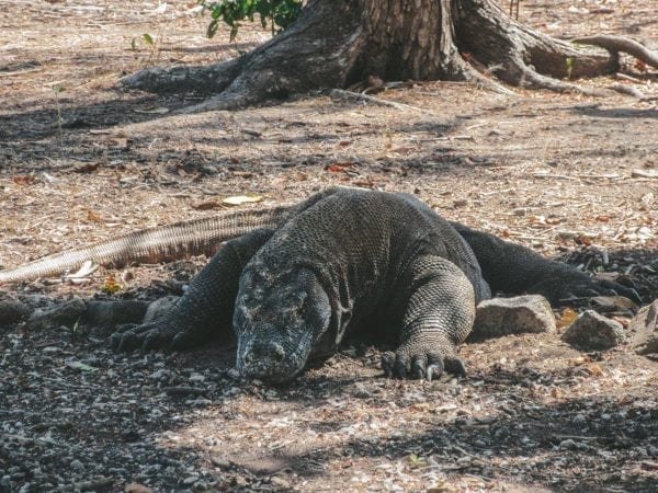 How to Spend a Day in Komodo National Park, Indonesia | Jana Meerman