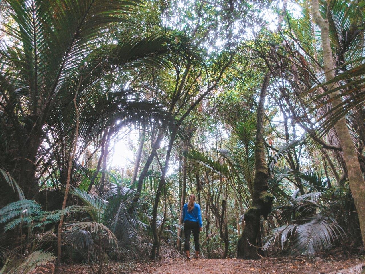 jana meerman grove scenic reserve takaka (1)