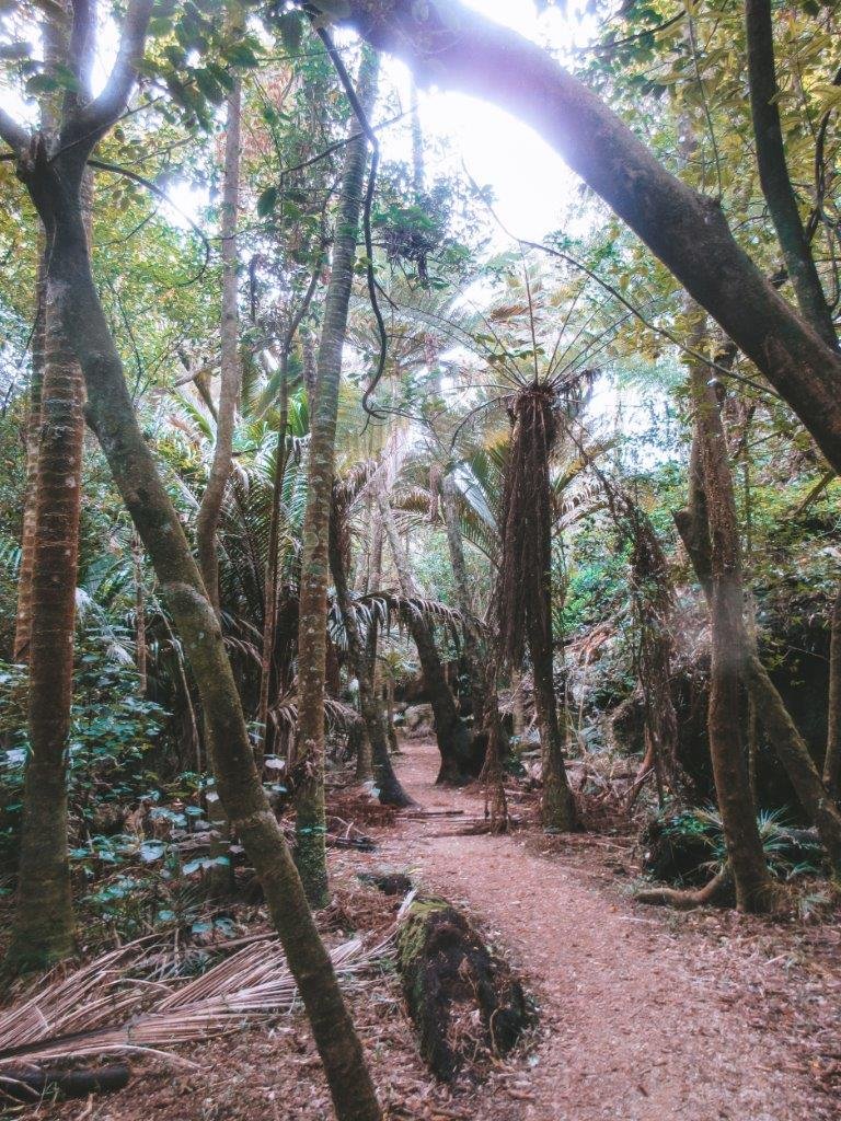 jana meerman grove scenic reserve takaka (1)