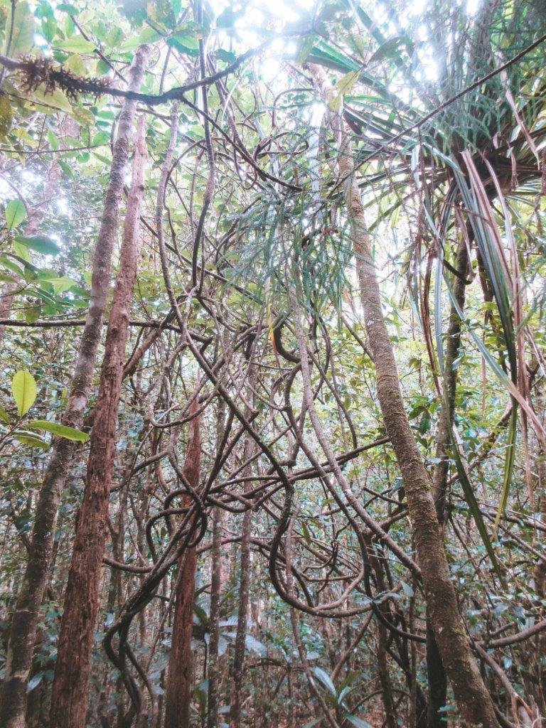 jana meerman parc provincial de la riviere bleue new caledonia (1)