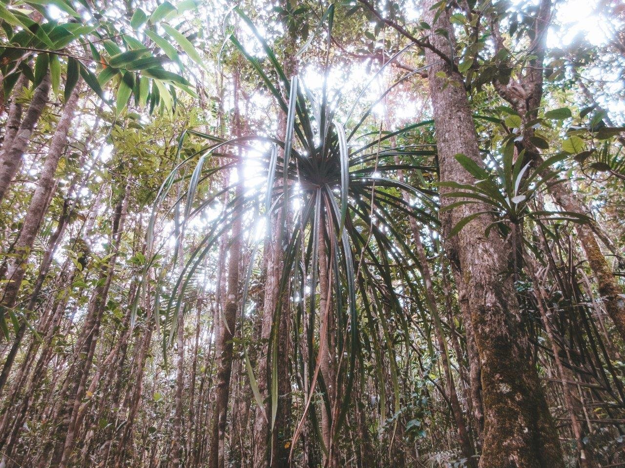 jana meerman parc provincial de la riviere bleue new caledonia (16)