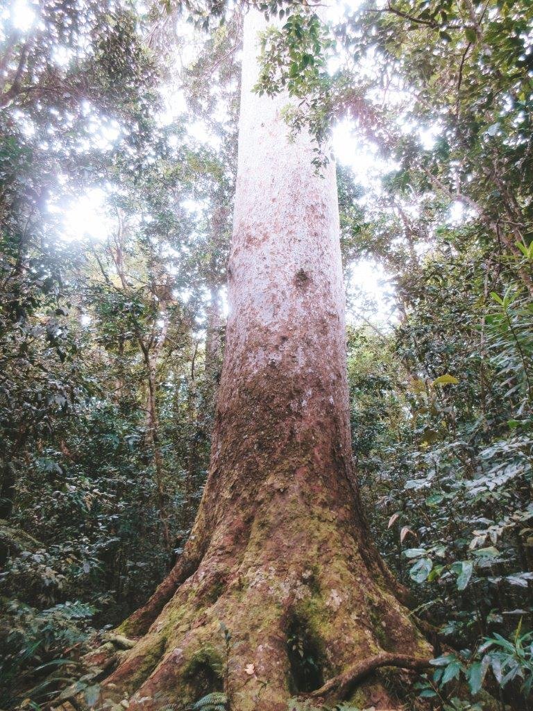 jana meerman parc provincial de la riviere bleue new caledonia (1)