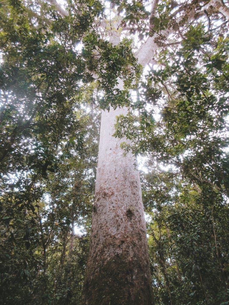 jana meerman parc provincial de la riviere bleue new caledonia (1)