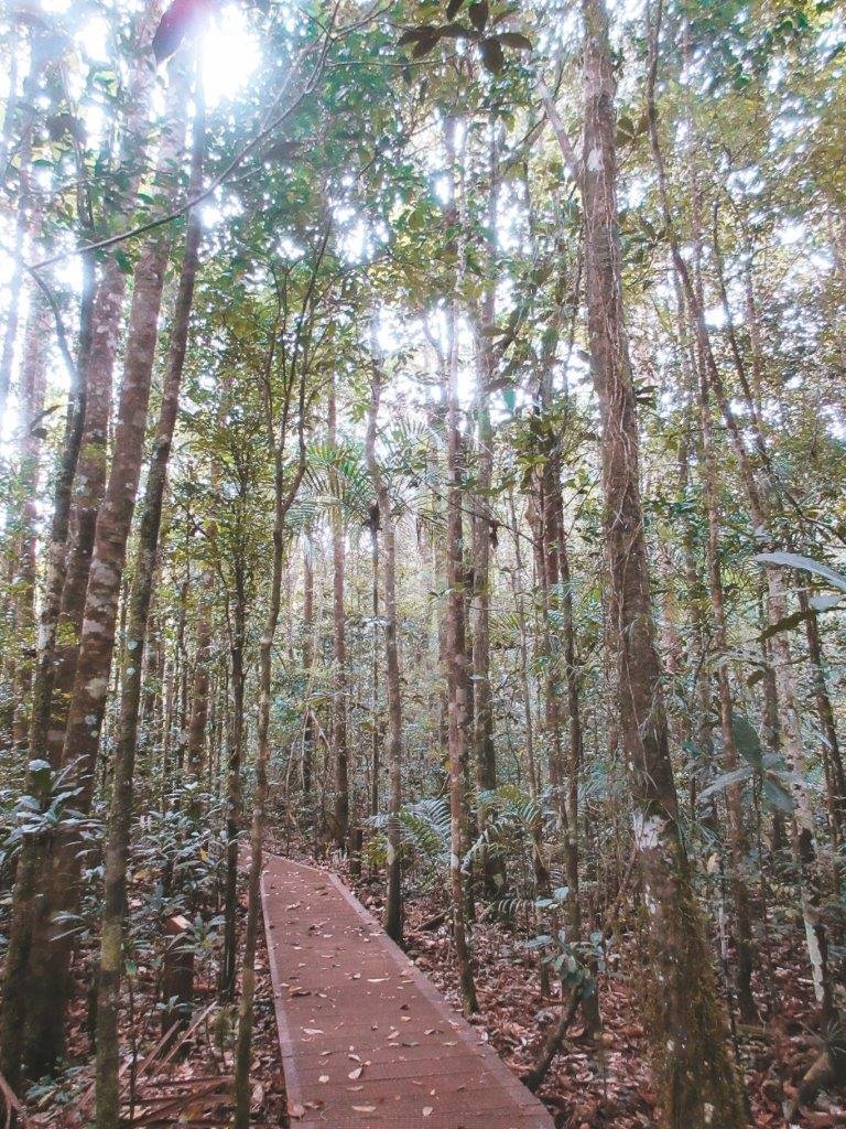 jana meerman parc provincial de la riviere bleue new caledonia (1)