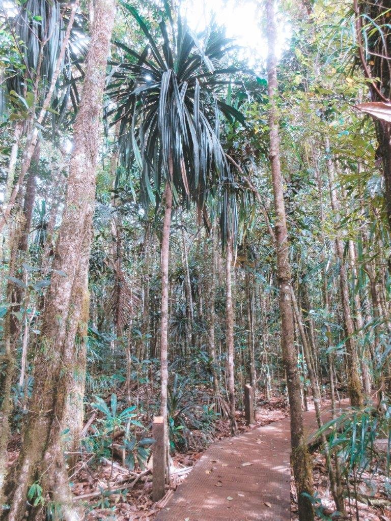 jana meerman parc provincial de la riviere bleue new caledonia (1)