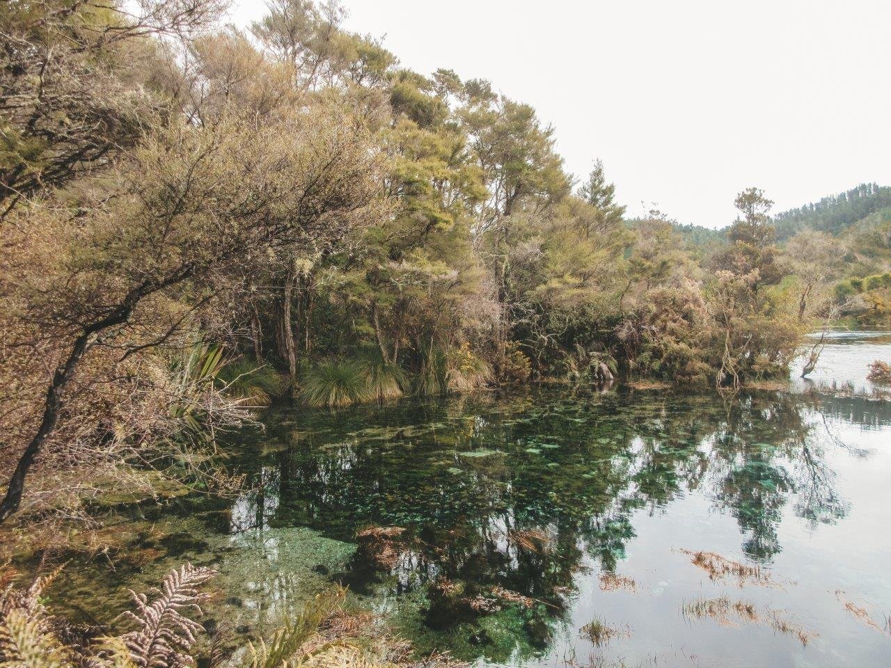 jana meerman te waikoropupu springs takaka (1)