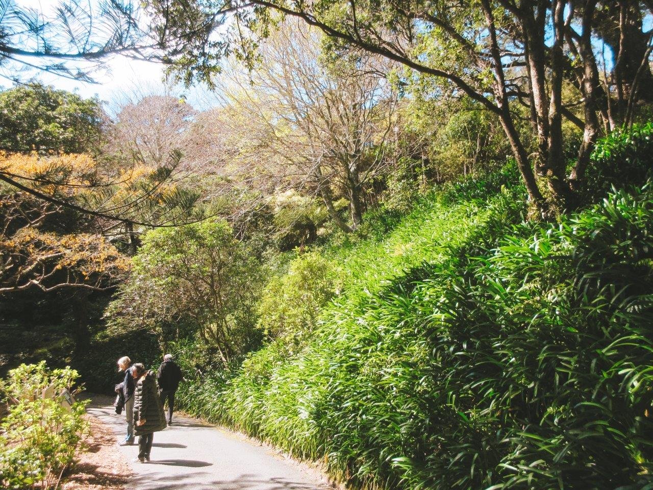 jana meerman wellington botanic garden (3)