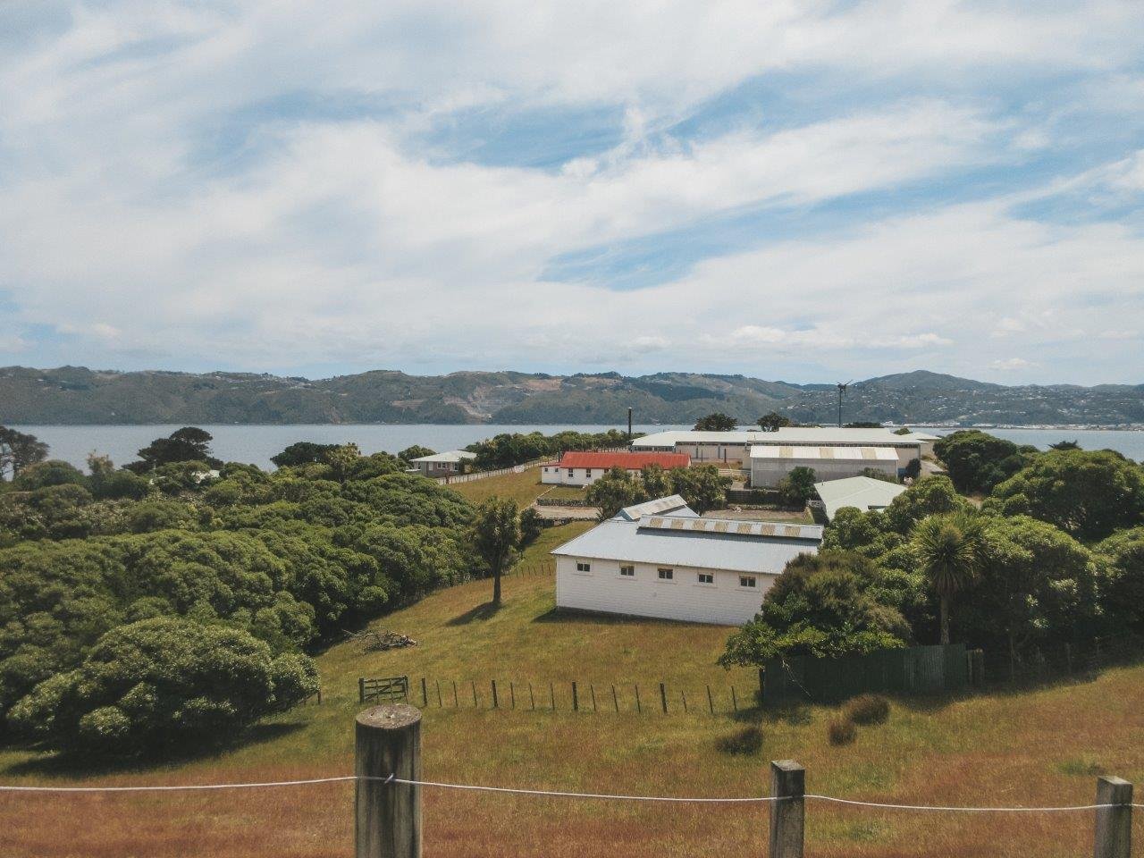 jana meerman matiu somes island wellington (20)