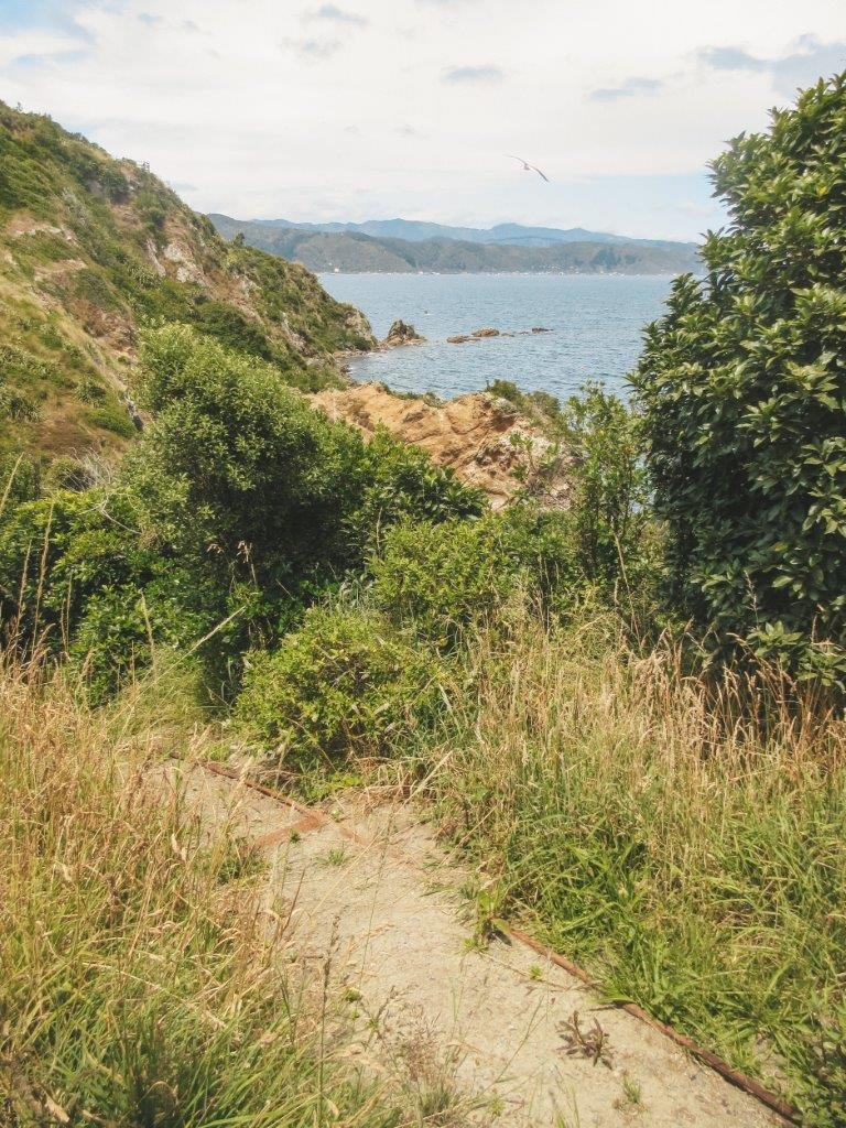 jana meerman matiu somes island wellington (24)