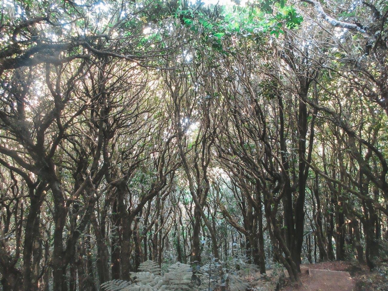 jana meerman mount kaukau (1)