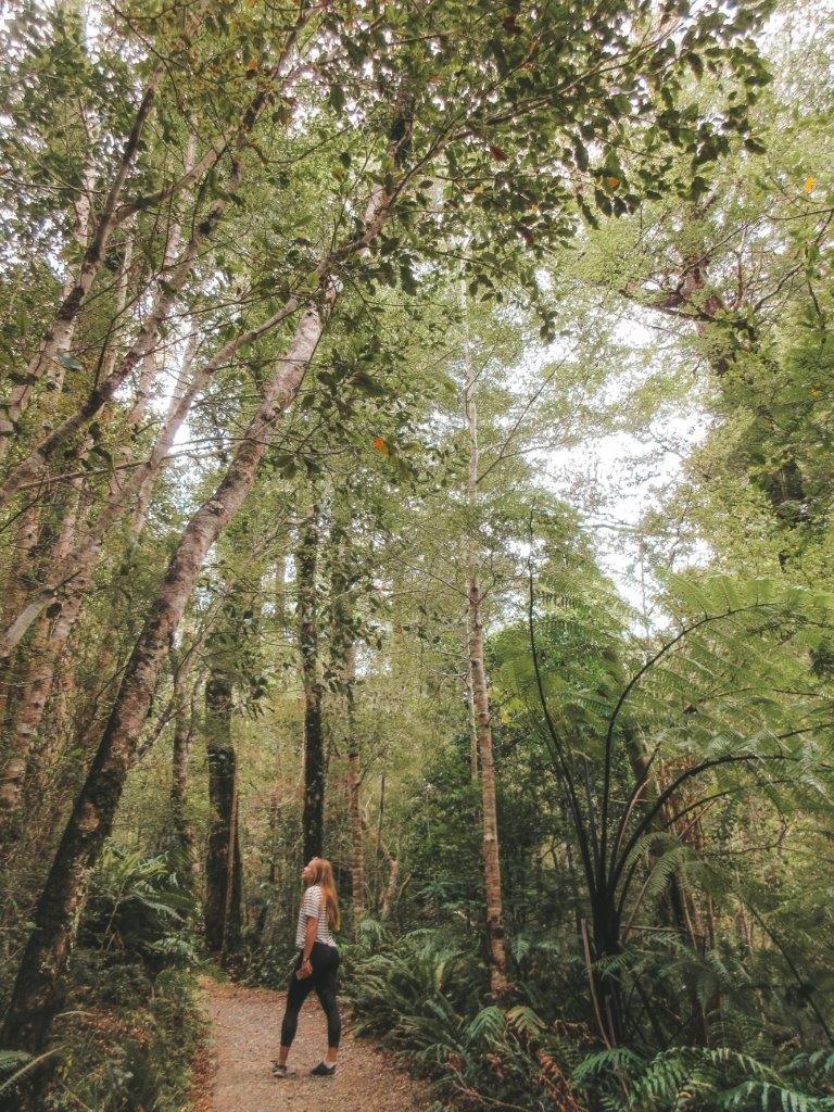 jana meerman tararua forest park (2)