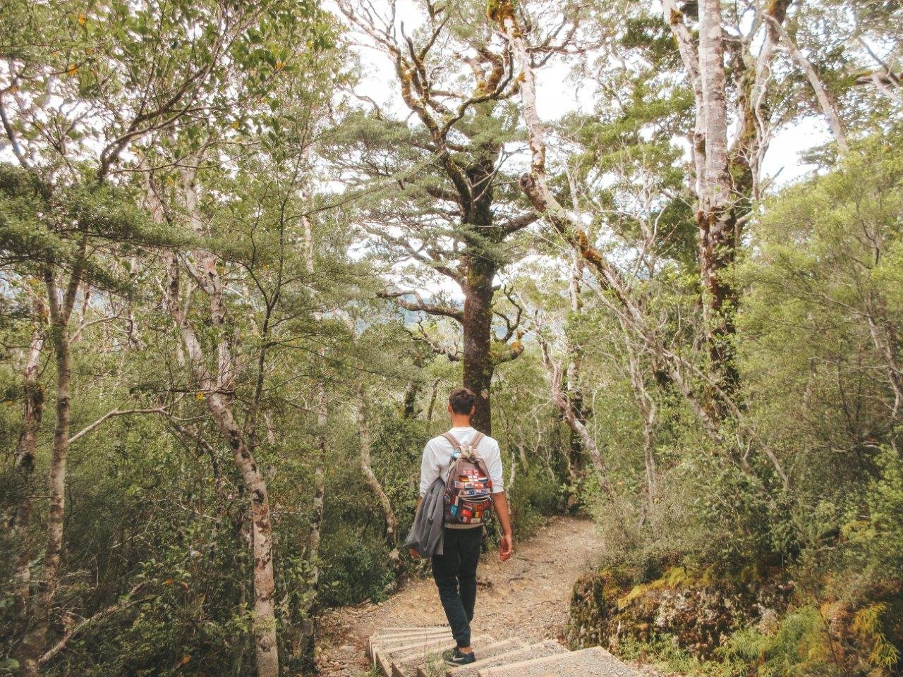 jana meerman tararua forest park (2)