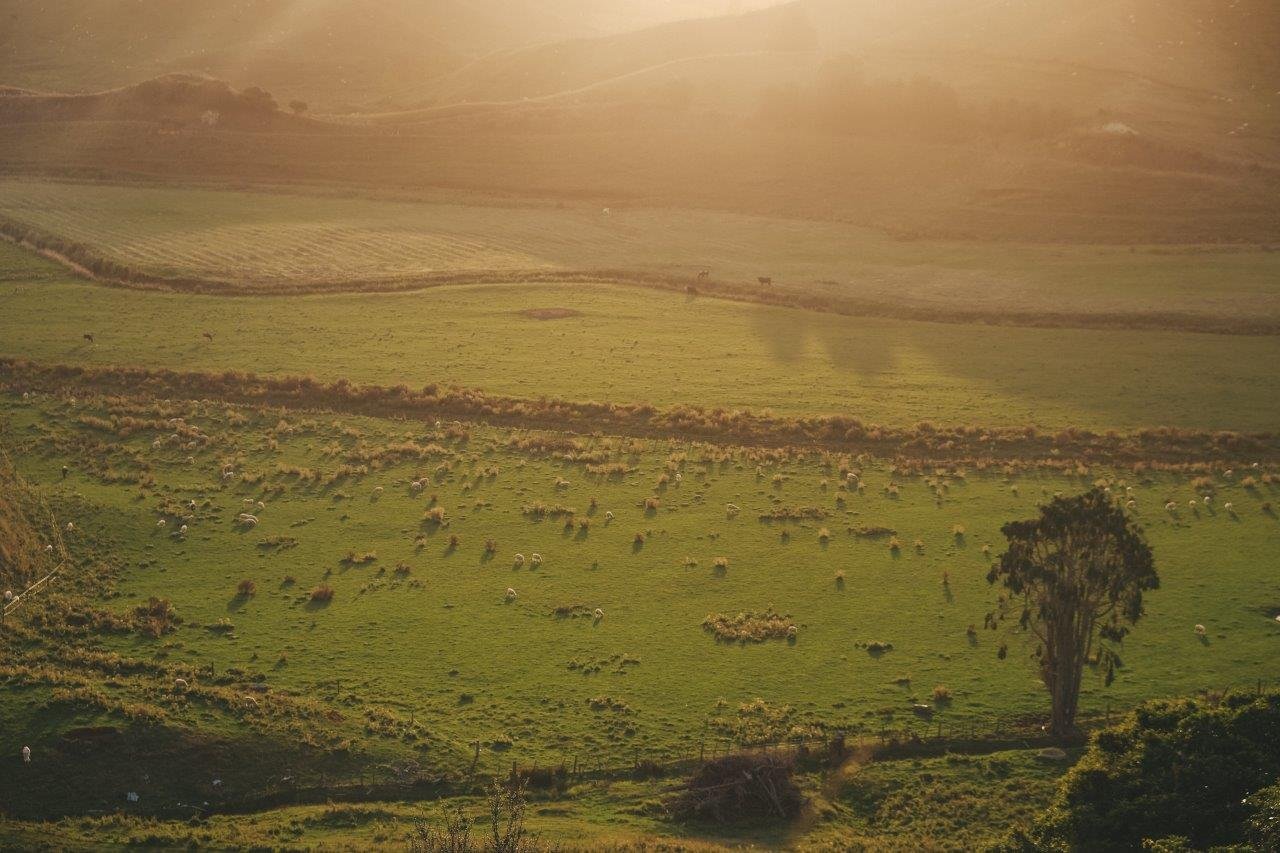 jana meerman forgotten world highway new zealand (1)