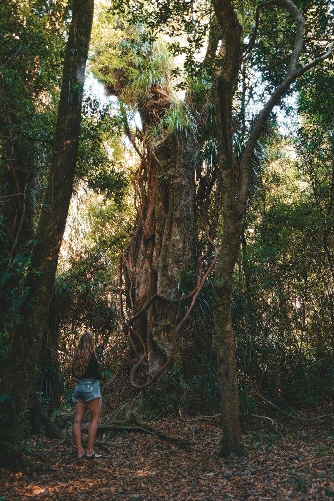 jana meerman waiohine gorge carterton (4)