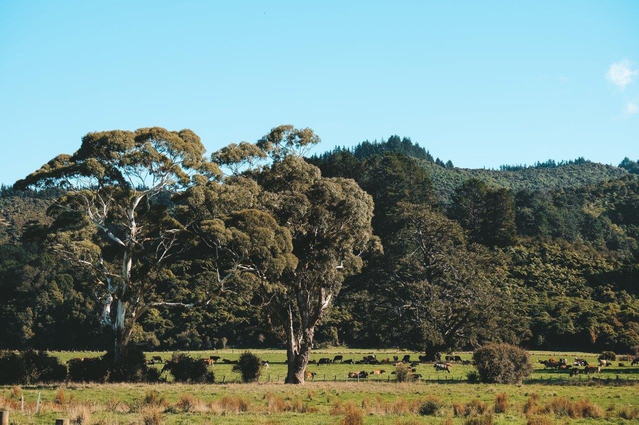 jana meerman waiohine gorge carterton (1)