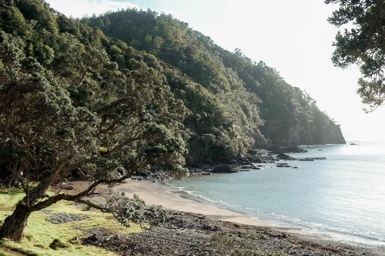 jana meerman coromandel coastal walkway (1)