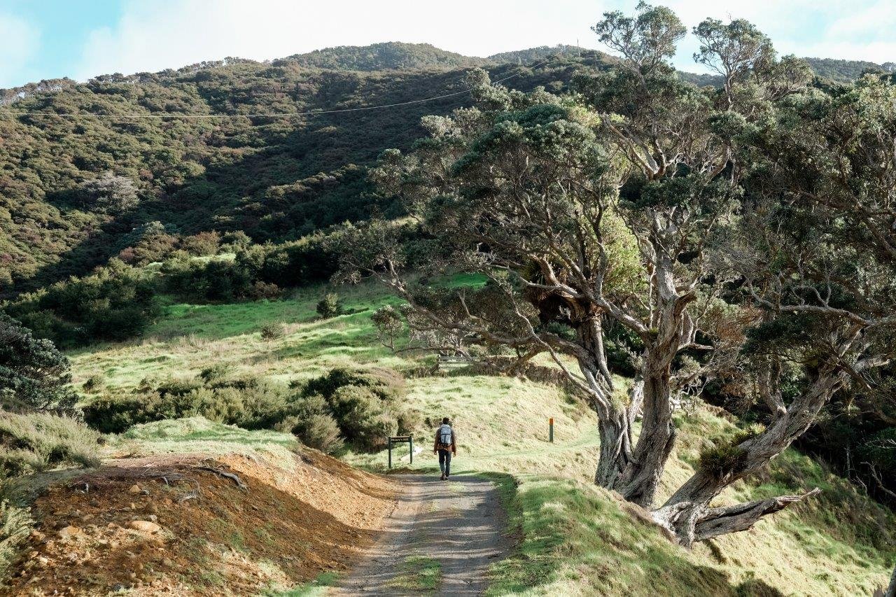 jana meerman coromandel coastal walkway (1)