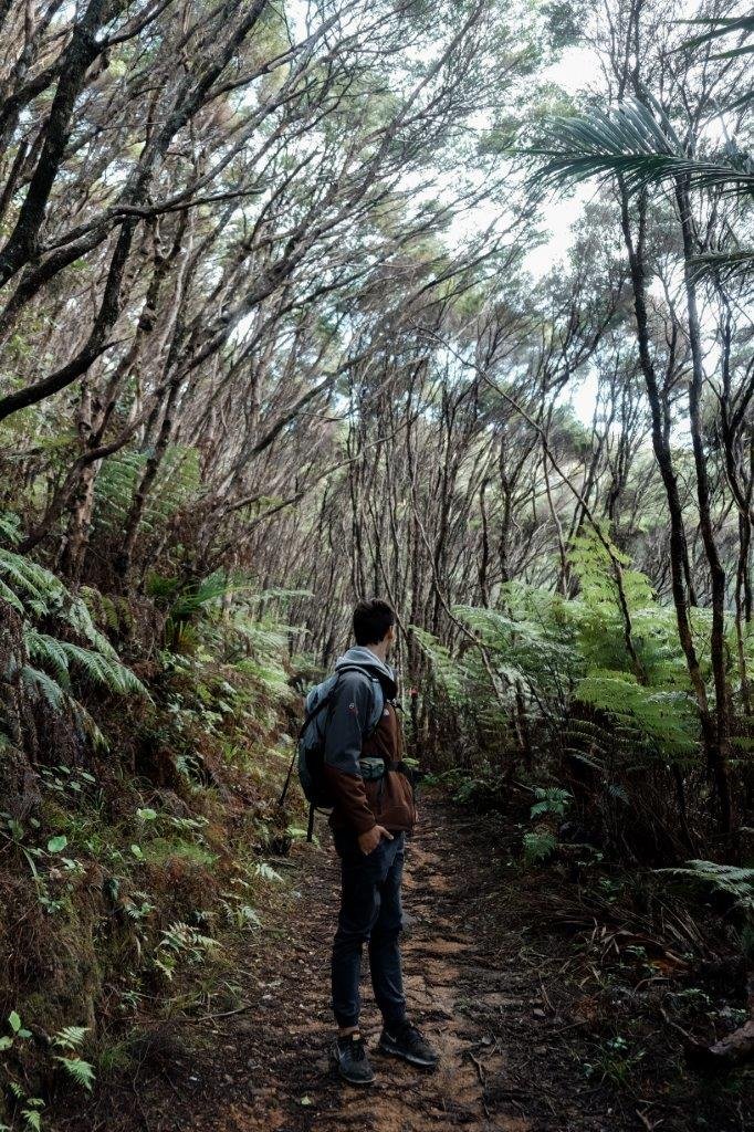 jana meerman coromandel coastal walkway (1)