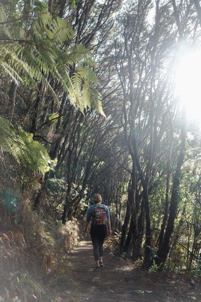 jana meerman coromandel coastal walkway (1)