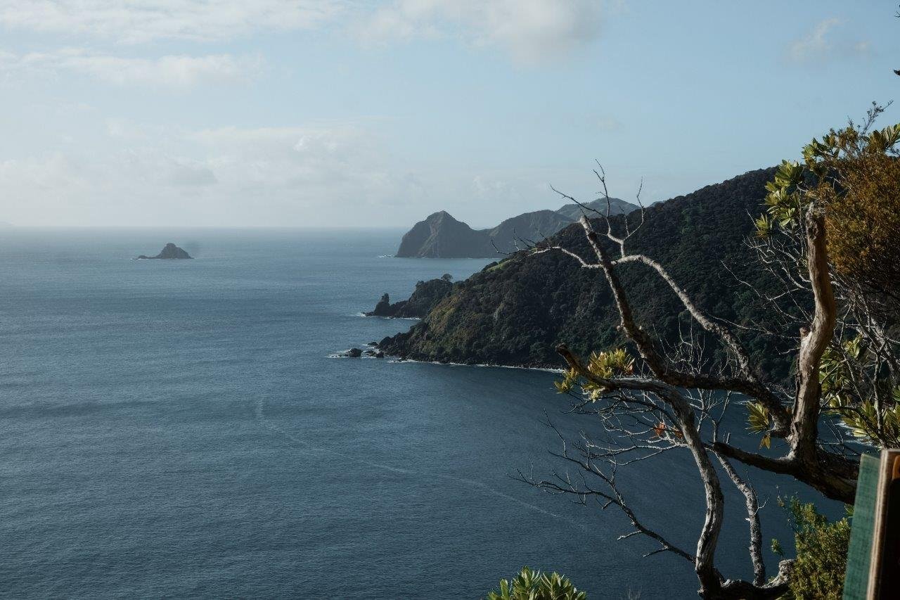 jana meerman coromandel coastal walkway (1)