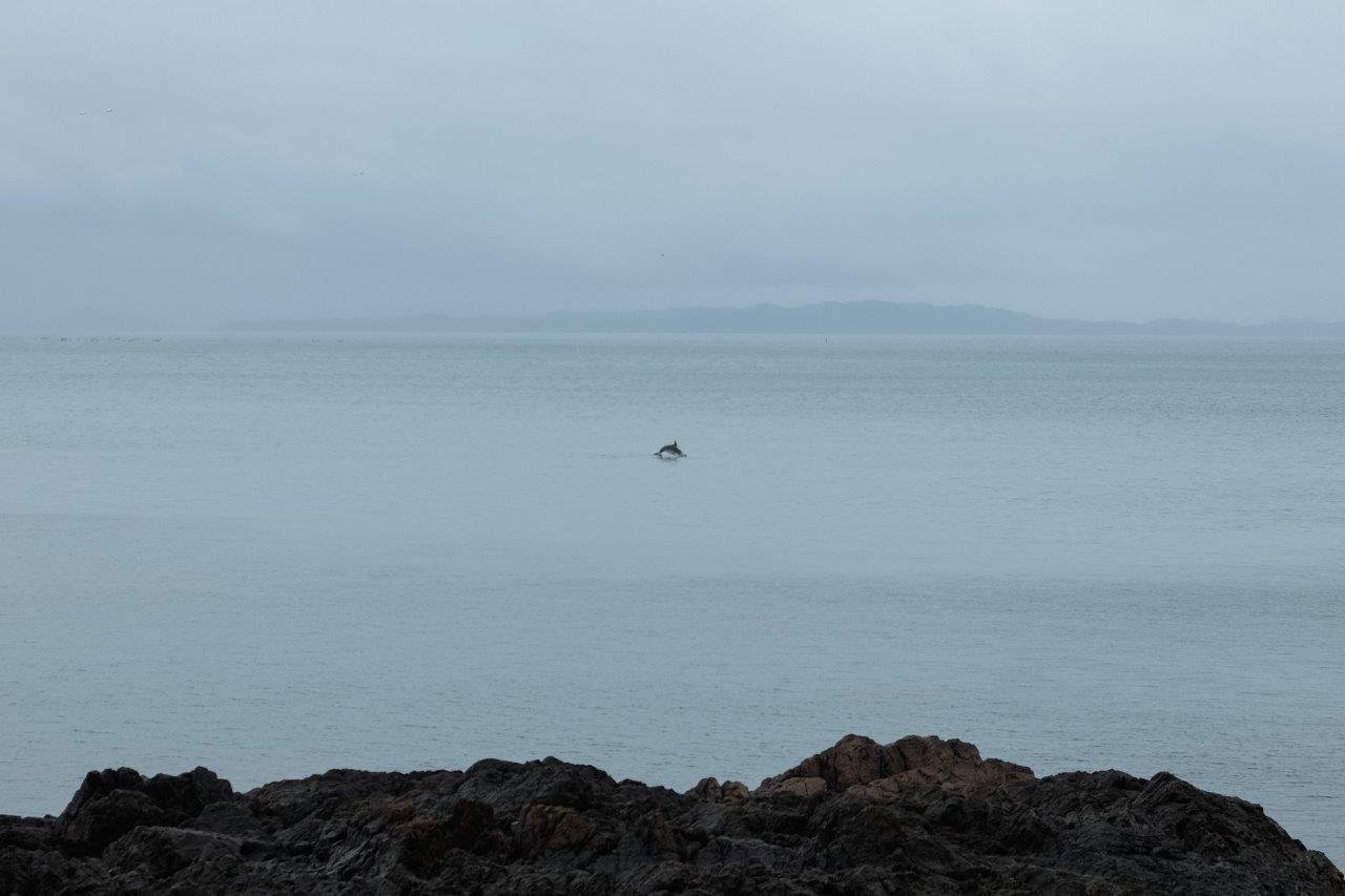 jana meerman dolpins coromandel