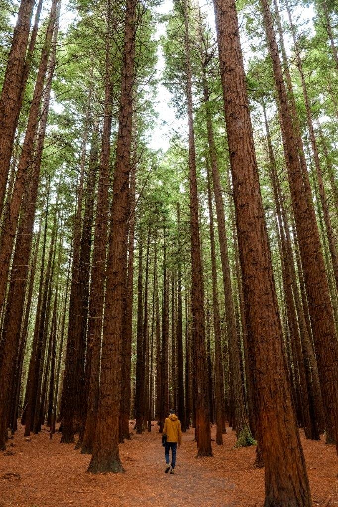 jana meerman the redwoods rotorua (1)