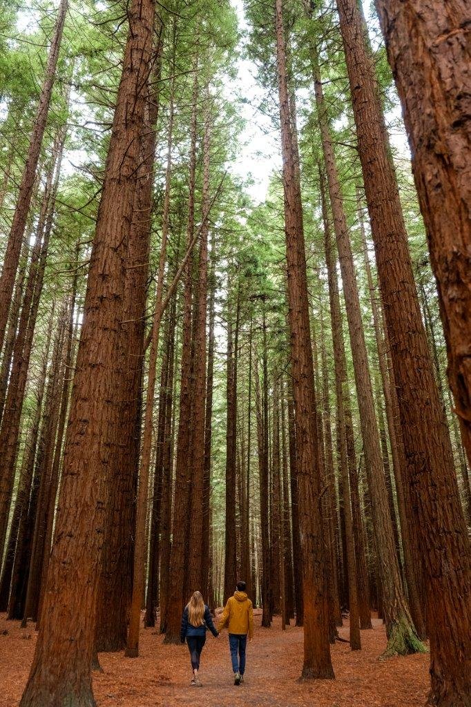 jana meerman the redwoods rotorua (1)