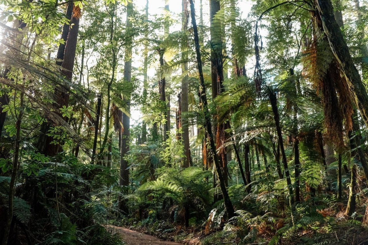 jana meerman the redwoods rotorua (1)