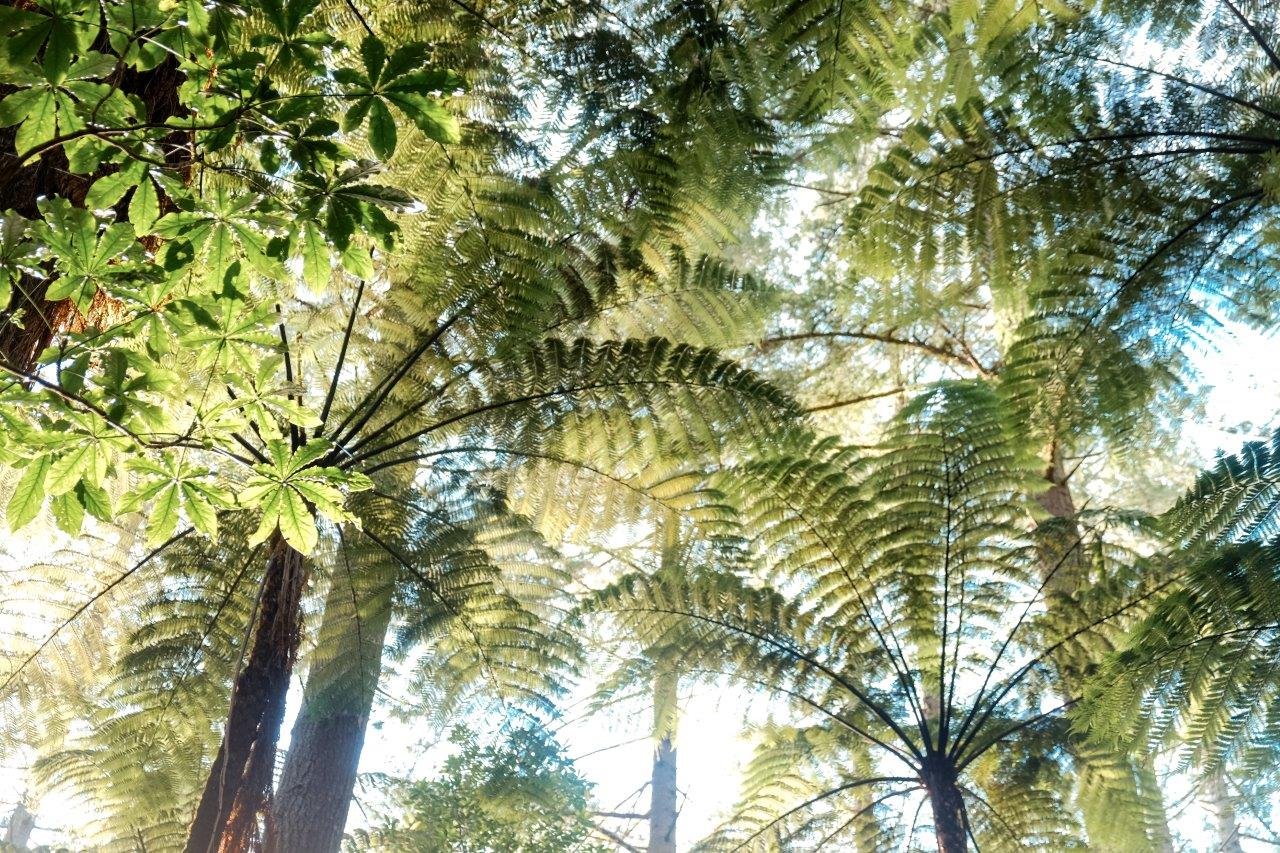 jana meerman the redwoods rotorua (1)