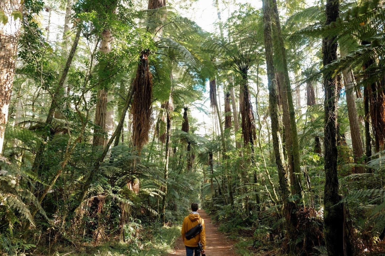 jana meerman the redwoods rotorua (1)