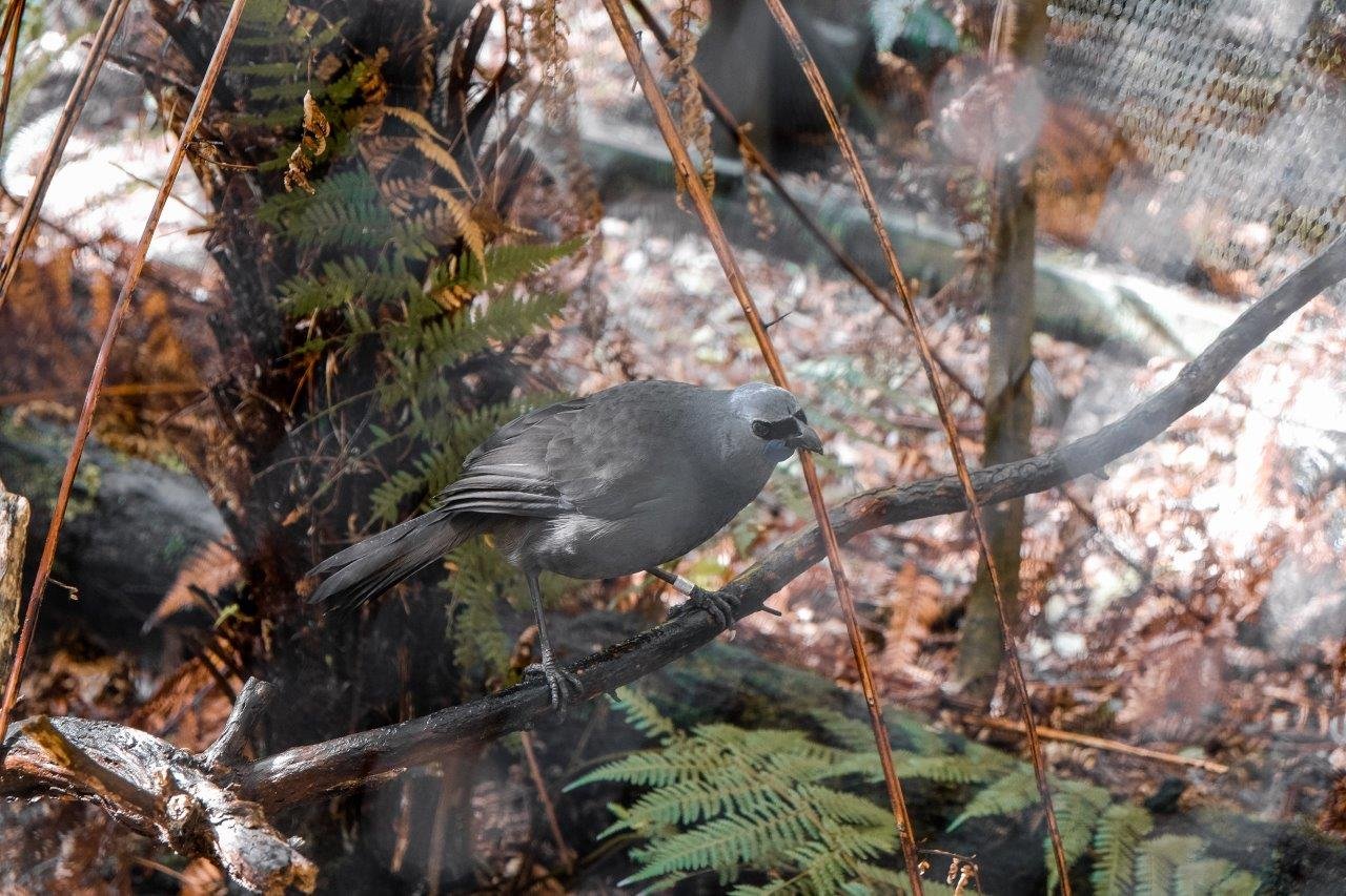 jana meerman pukaha national wildlife centre (10)