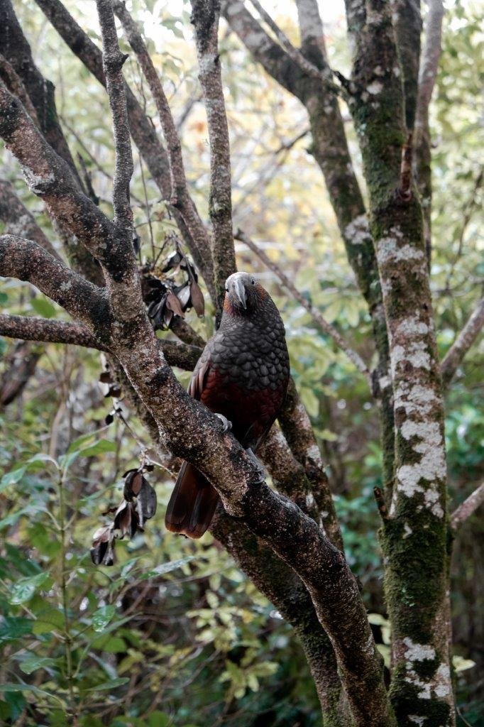 jana meerman pukaha national wildlife centre (7)