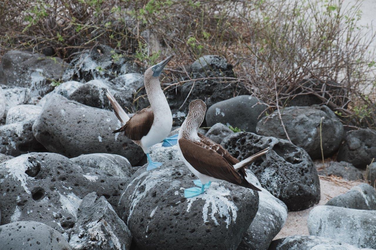 jana meerman blue footed boobies galapagos (2)
