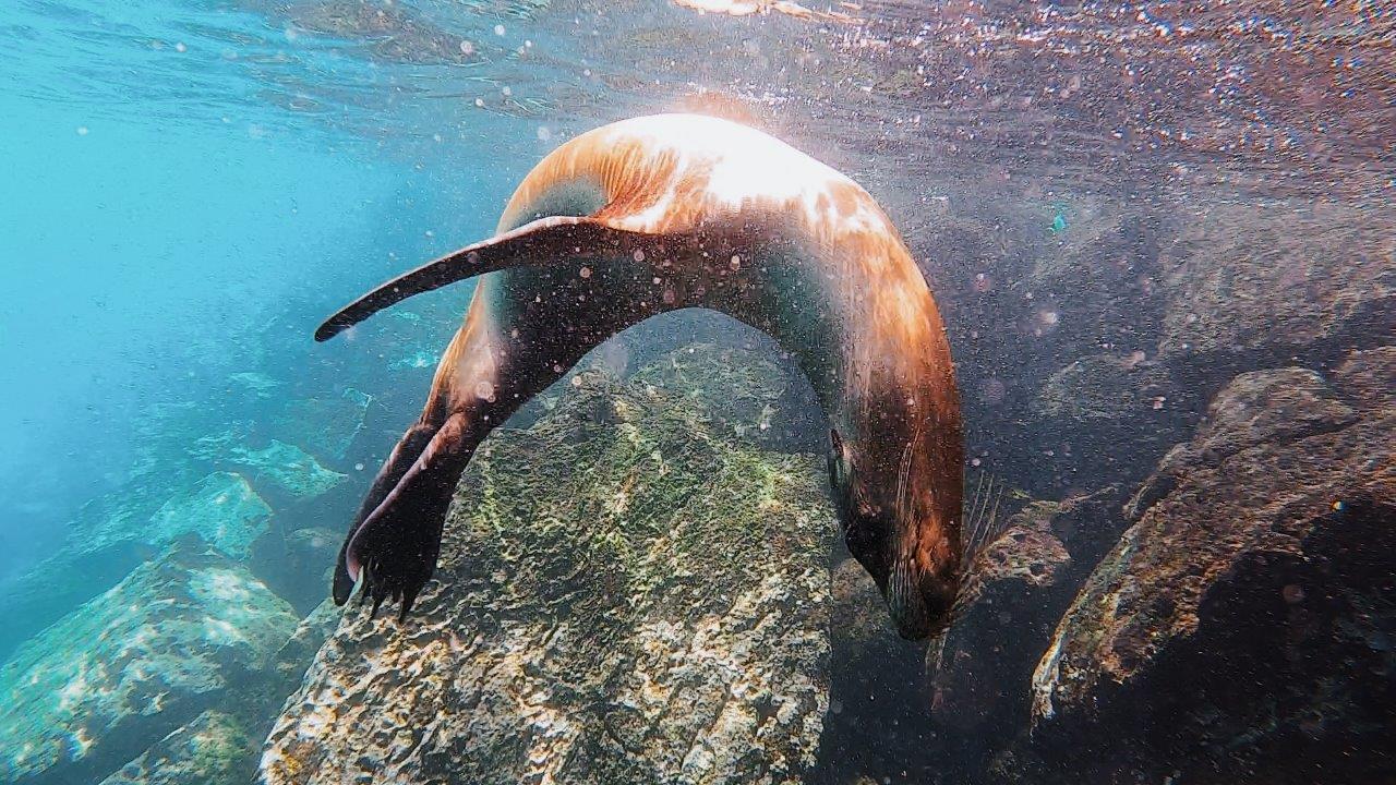 jana meerman snorkelling galapagos (4)